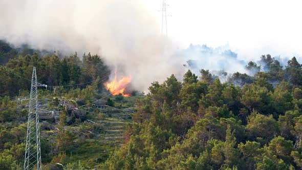 Fire Burnign In Pine Tree Forest