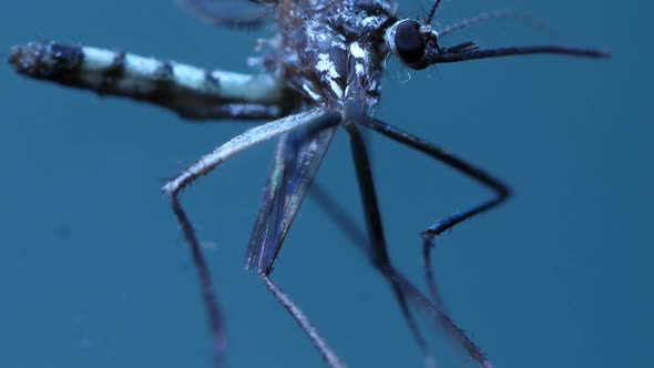Mosquito Analysis In a Lab