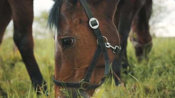 Dark Bay Horses Grazing In The Field Scenes From The Horse Farm During The Daytime alt