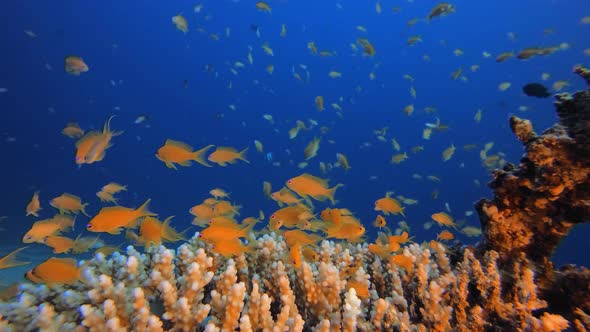 Underwater Sea Coral Reef alt