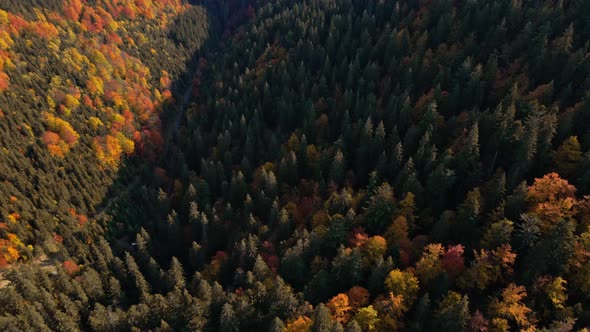 Beautiful Autumn Carpathian Forest on Mountain Slopes Aerial Top View alt