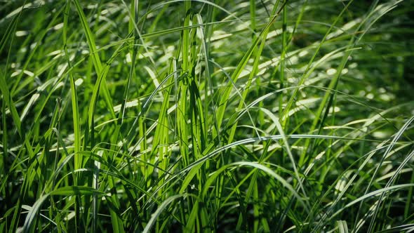 Wild Grass in Wind, Stock Footage | VideoHive