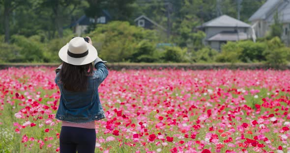 Woman take photo on the poppy flower garden alt
