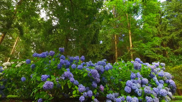 Blue Hydrangea in a Forest alt