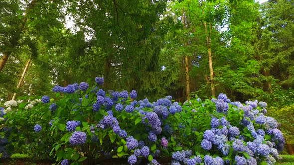 Blue Hydrangea in a Forest