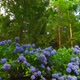 Blue Hydrangea in a Forest - VideoHive Item for Sale