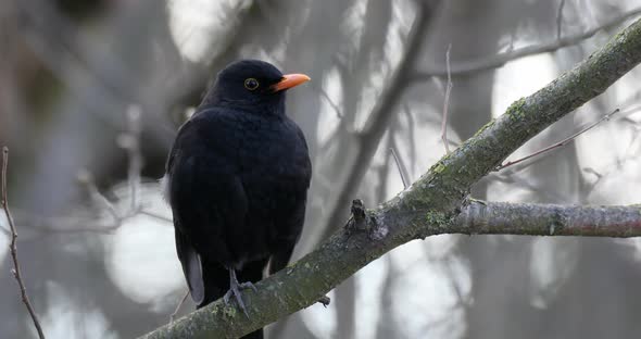 Male of Common blackbird in nature alt