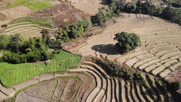 Aerial view over nature view terraced rice fields