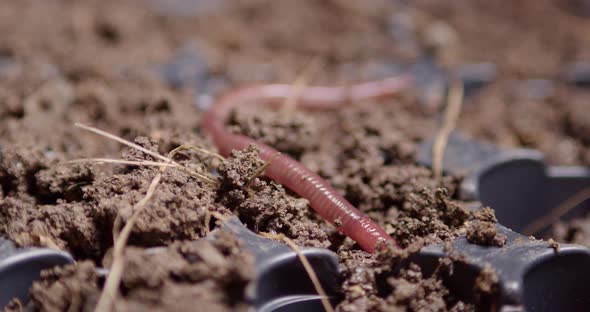 An earthworm crawls into the ground. Its body gradually contracts and expands. Close-up shot alt