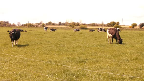 Herds of cattle grazing in the field alt