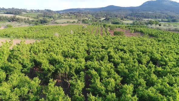 Peach trees in farmland. alt