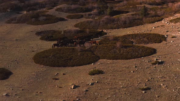 Aerial Shots of a Group of Horses Flying Around From a Drone Standing on a Hill Against the alt