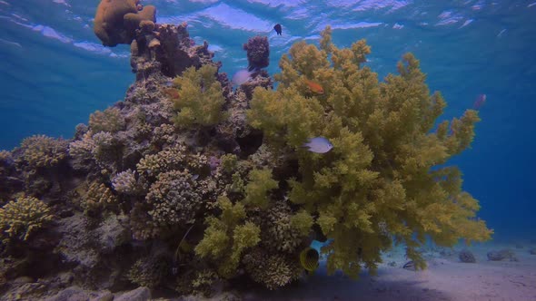 Soft Coral Yellow Broccoli alt