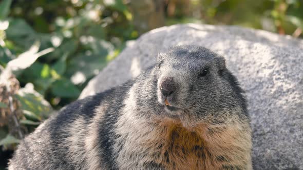 Alpine marmot face looking around, on a sunny day  - Marmota marmota alt