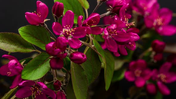 Apple Flower Blossoming 1