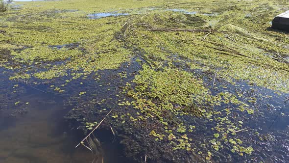 River Pollution Algae Bloom Poor Ecology