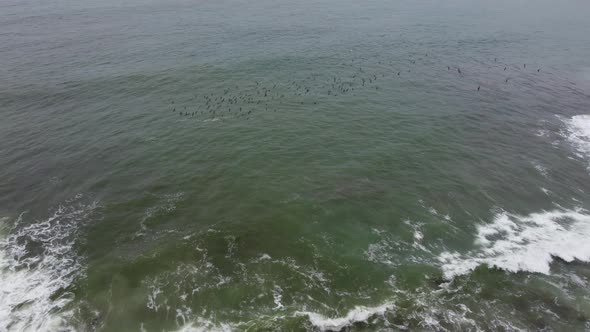 Drone video of sea birds flying near the ocean shore. Drone hovers and camera tilts up, turns and fo alt