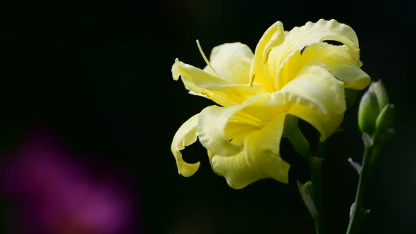 Yellow Daylily Flower in a Flowerbed