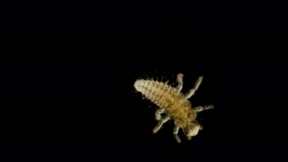 Larva Under the Microscope, the Initial Stage of the Coccinellidae Larva (Ladybug) alt