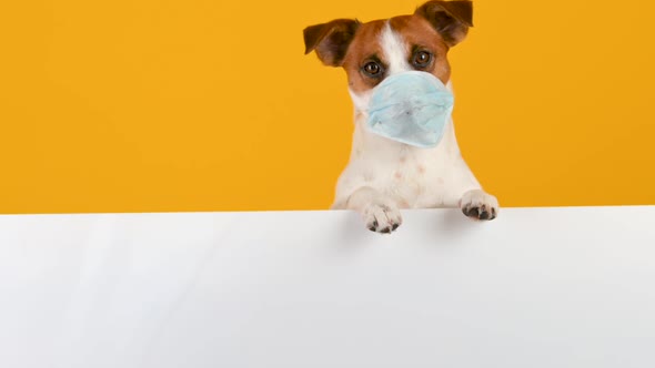 Closeup portrait of a dog in a medical mask on his face 