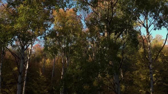 In The Autumn Forest alt