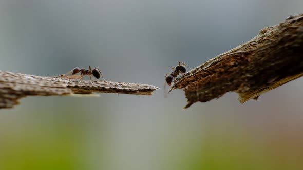 black ants walking on crack of tree trunk with blur green nature background. macro close up alt