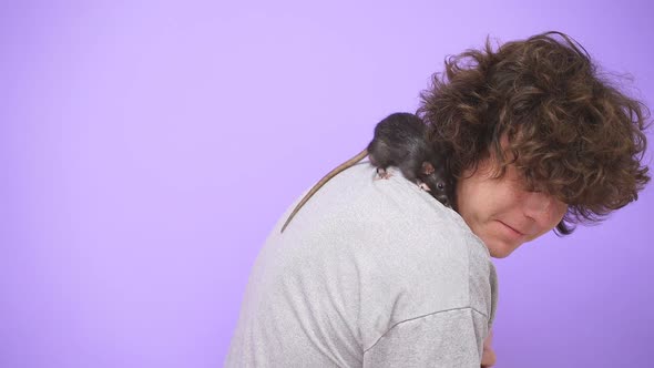 A Curious Gray Rat Crawls on a Man a Guy Has Fun with a Pet Rat He is Not Afraid of a House Mouse an alt