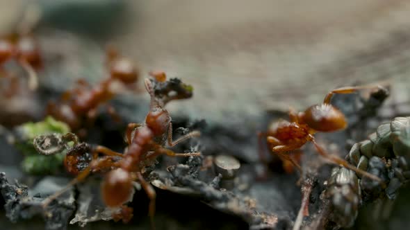 Swarm of Red Fire Ants Eating a Body of Dead Lizzard on the Floor Close Up alt