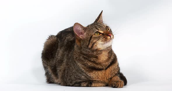Brown Tabby Domestic Cat Licking its Chops on White Background, Real Time 4K