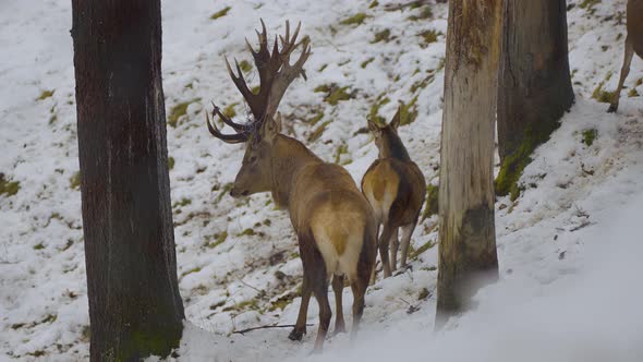Closeup of a wild deer, deers with horns in nature covered in snow in wintertime, running and eating alt