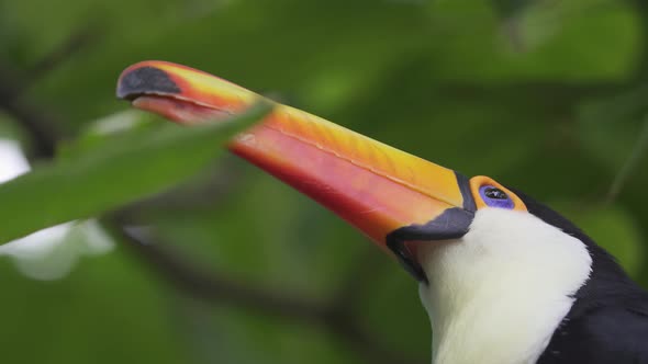 Extreme close up shot of a common Toucan surrounded by green jungle leaves alt