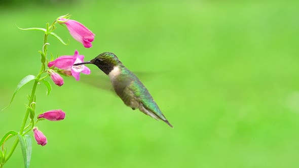 Ruby-throated Hummingbird alt
