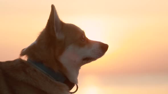 Closeup View of Cute Corgi Dog Sitting on Beach During Golden Sunset on Autumn Evening Spbi alt