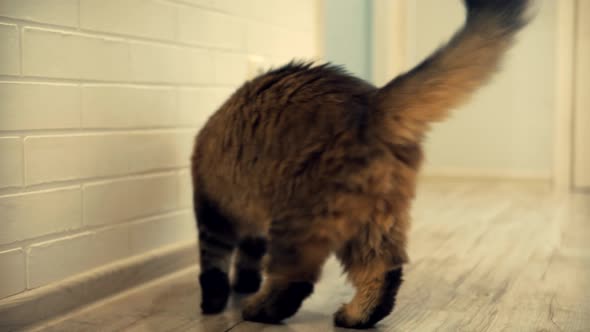 Portrait Cat With Stripes. Beautiful  Tabby Cat Lying On Floor. Domestic Pets. Large Fluffy Cat. alt