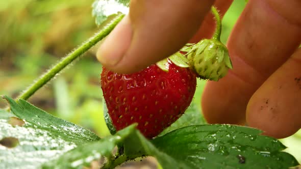 Women's Hands Touch Take and Examine a Strawberry in the Garden