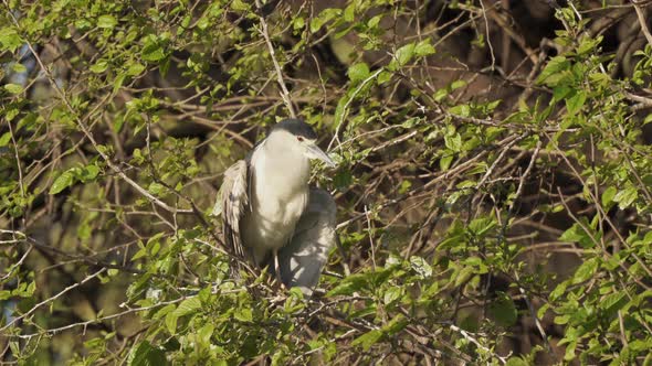 Close up static shot capturing a wild black crowned night heron, nycticorax nycticorax perched on a alt