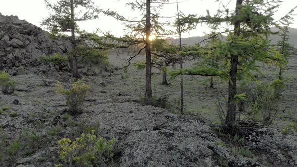 Sunrise Among Trees alt