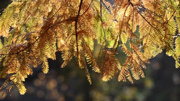 Larch branches against the background of an autumn park. alt