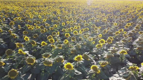 A Field Full Of Sunflowers