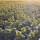 A Field Full Of Sunflowers - VideoHive Item for Sale