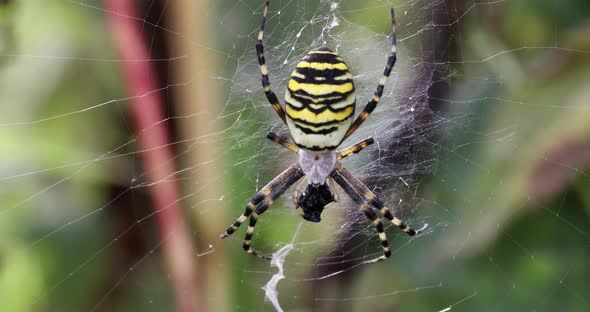 Argiope bruennichi (wasp spider) on web alt