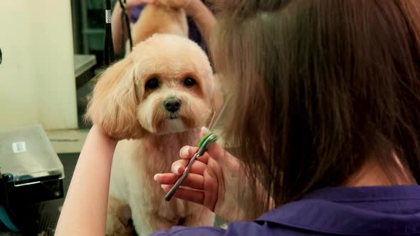 A Woman Hairdresser Cuts the Muzzle of a Curly Dog Maltipoo in a Grooming Salon alt