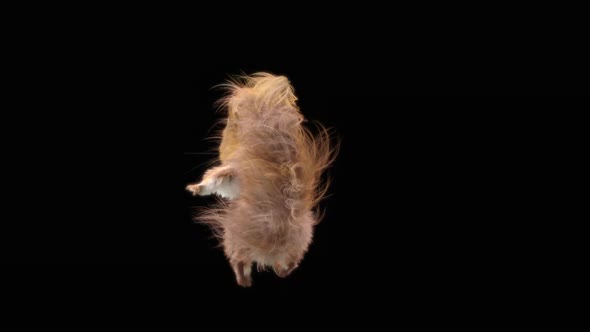 79 Squirrel Dancing HD alt