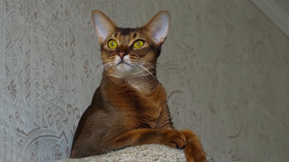 Abyssinian Cat Portrait alt
