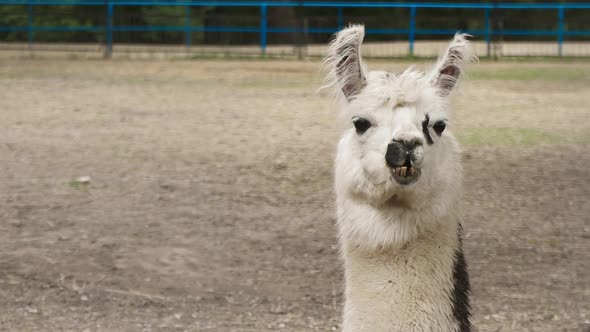White fur alpaca resting on a hot day. Llama chews lying. Funny cute wild animal in the zoo. alt