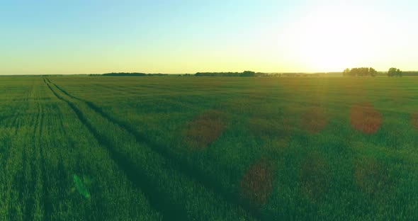 Low Altitude Flight Above Rural Summer Field with Endless Yellow ...