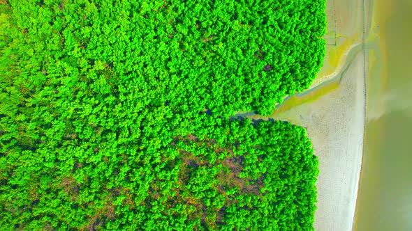Aerial view Top view of Mangroves forest. mangroves along the coastline alt