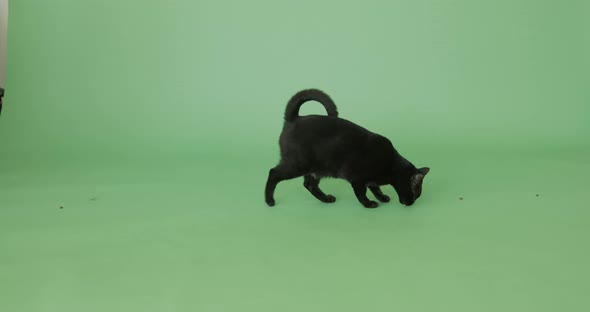 Black cat on the green screen alt
