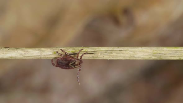 Blood-sucking Mite Creepes on the Sprig of Grass in the Forest To Find the Victim alt