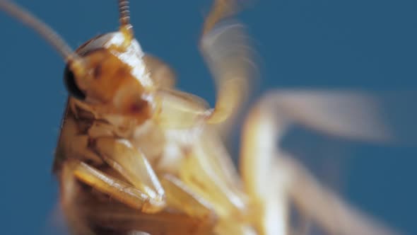 Body of Brown Cockroach with Legs on Abdomen and Antennas is Filmed in Macro on Blue Background alt